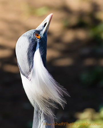 Demoiselle Crane