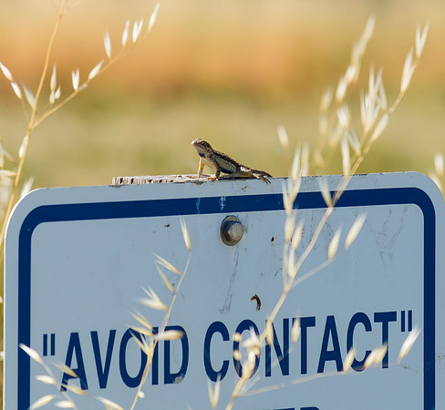 Avoid Contact