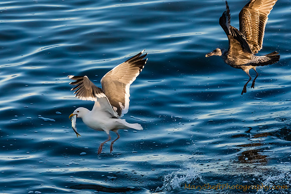 Victorious Gull with Herring