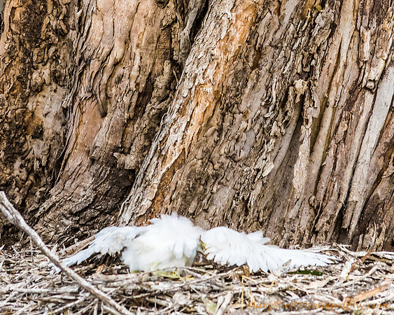 Fallen Chick (4 of 5)