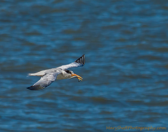 Elegant Tern with Fish
