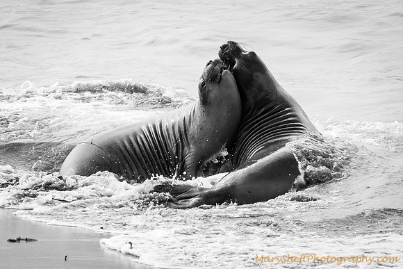 Elephant Seals Sparring in the Water