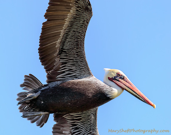 Pelican Flying Close up