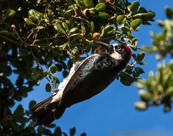 Acorn Woodpecker