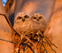 Great Horned Owlets in Nest at Dawn