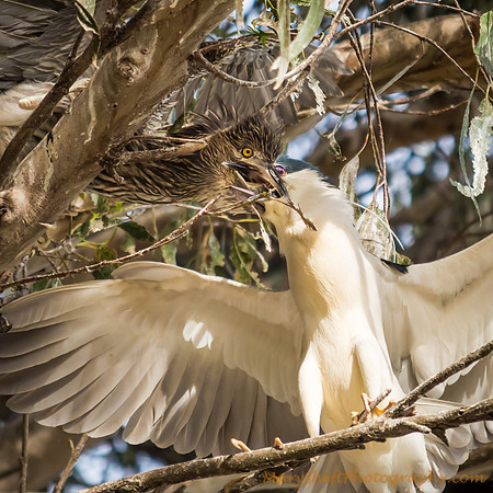 Black Crowned Night Heron Feeding Chick