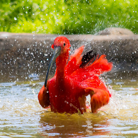 Bathing Scarlet Ibis
