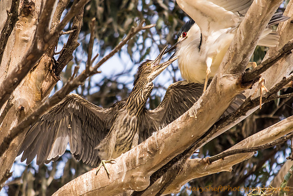 Black Crowned Night Heron Chick Seeking Food