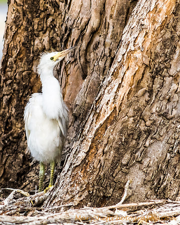 Chick Out of the Nest (1 of 5)