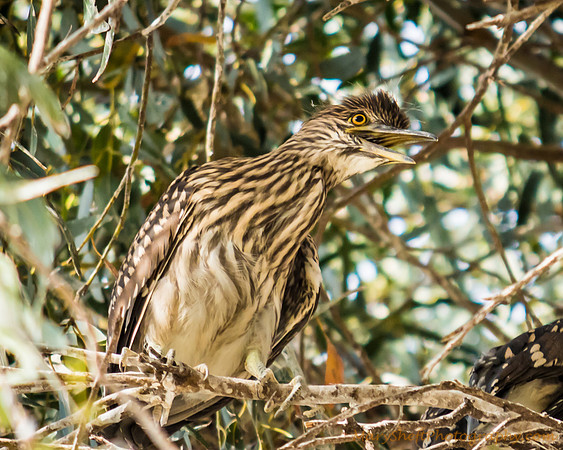 Black Crowned Night Heron Chick