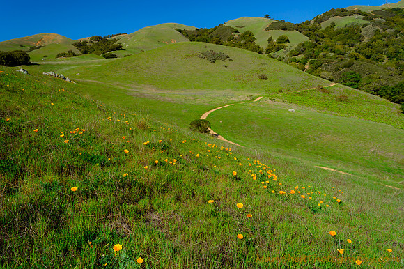 Spring Poppies at Big Rock Ridge